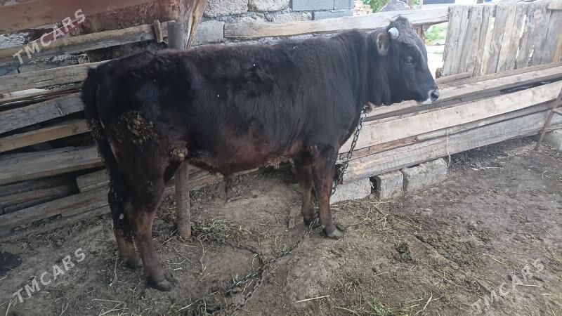 OKUZ - Бекреве - img 1