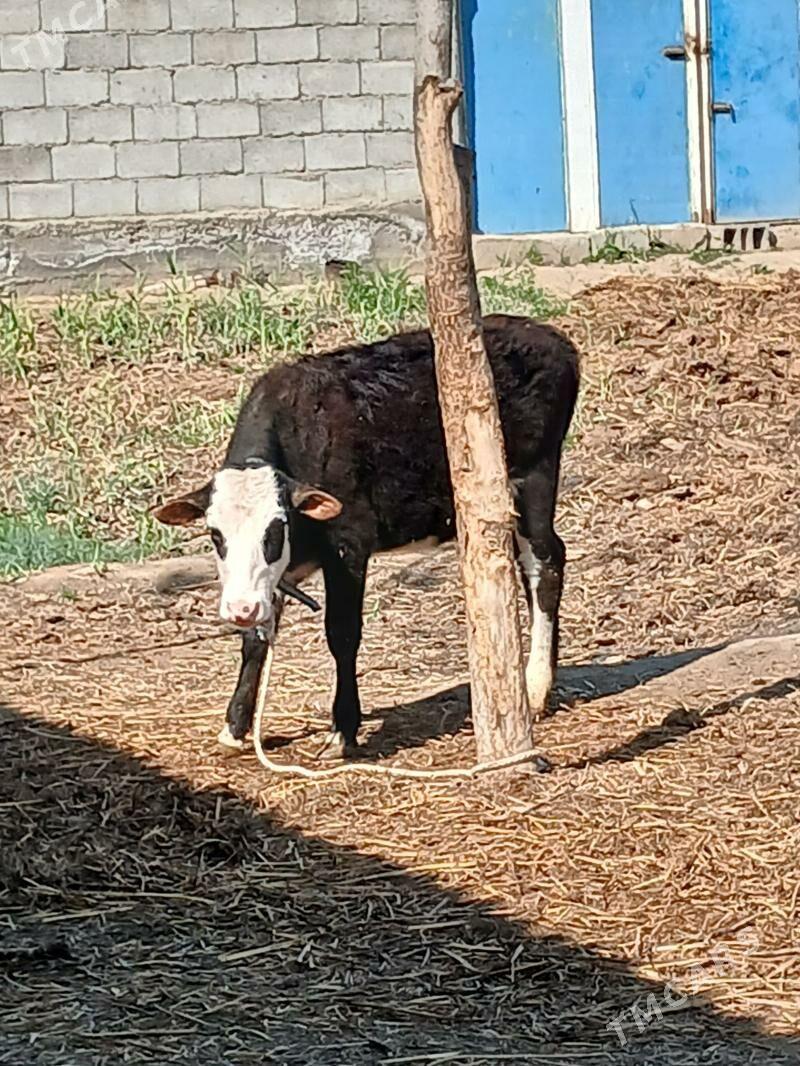 Gibirit Tuwe - Gökdepe - img 1