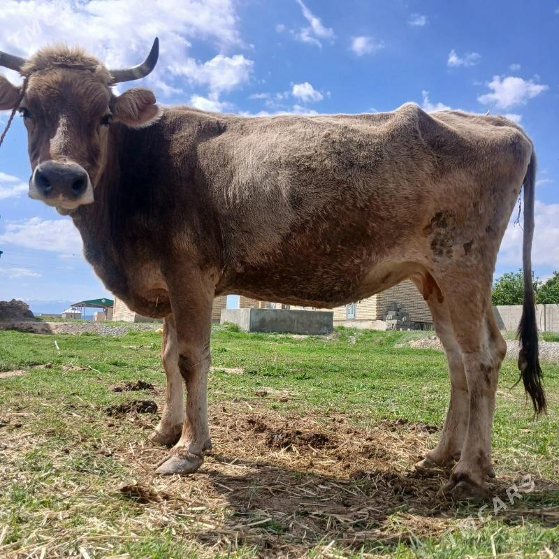 Sygyr Sygyr - Кака - img 1