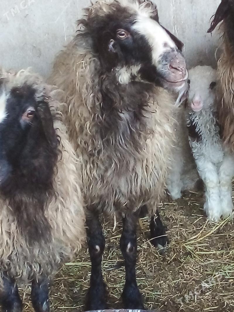 bakylyp duran mal - Бахарден - img 1