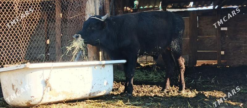 okuz - Büzmeýin - img 1