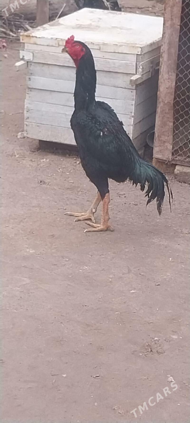 baysy horaz - Дянев - img 1