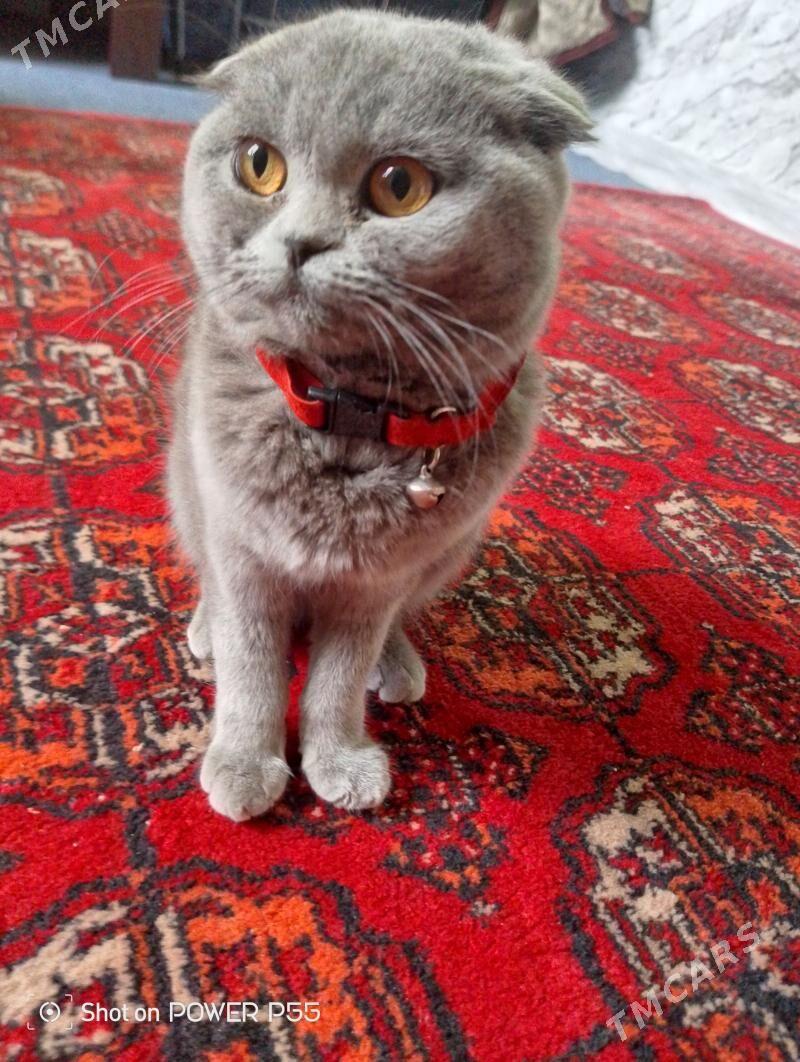 Pişik - Täze zaman - img 1