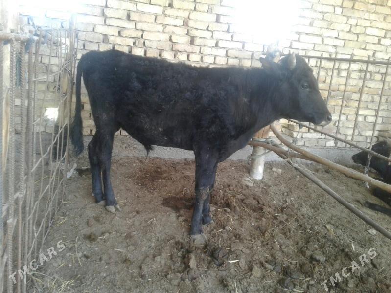 öküz - Мары - img 1