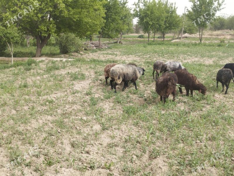 goyun - Мары - img 1