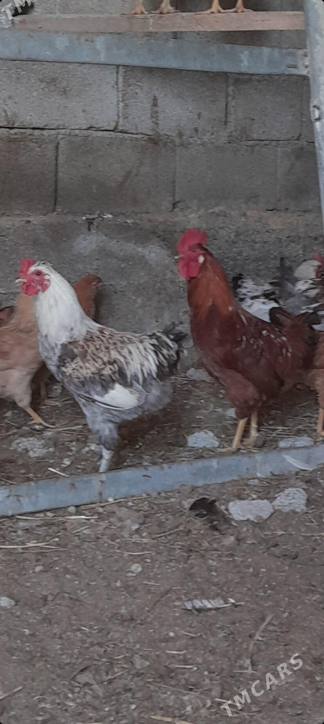 Horaz - Гёкдепе - img 1