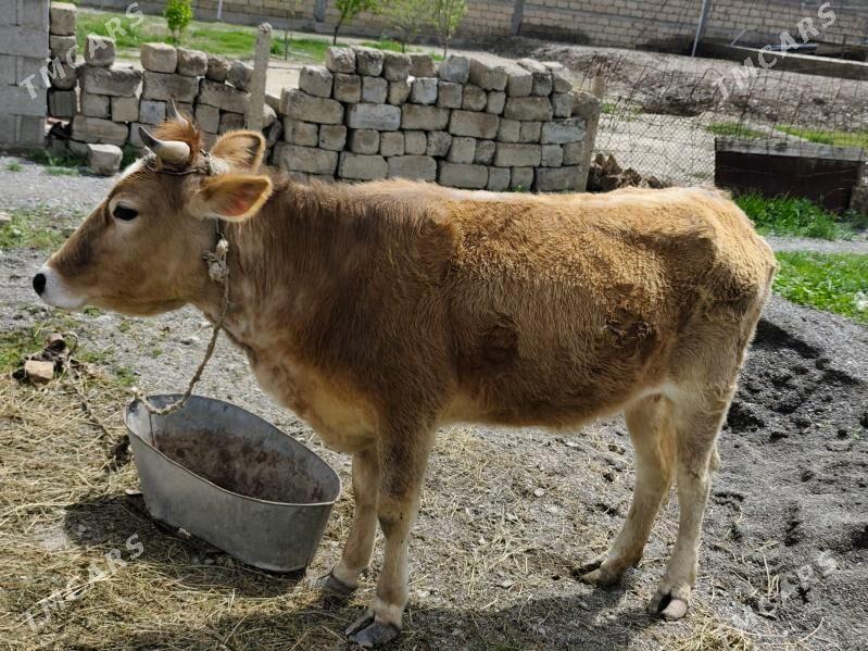 sygyr - Гёкдепе - img 1