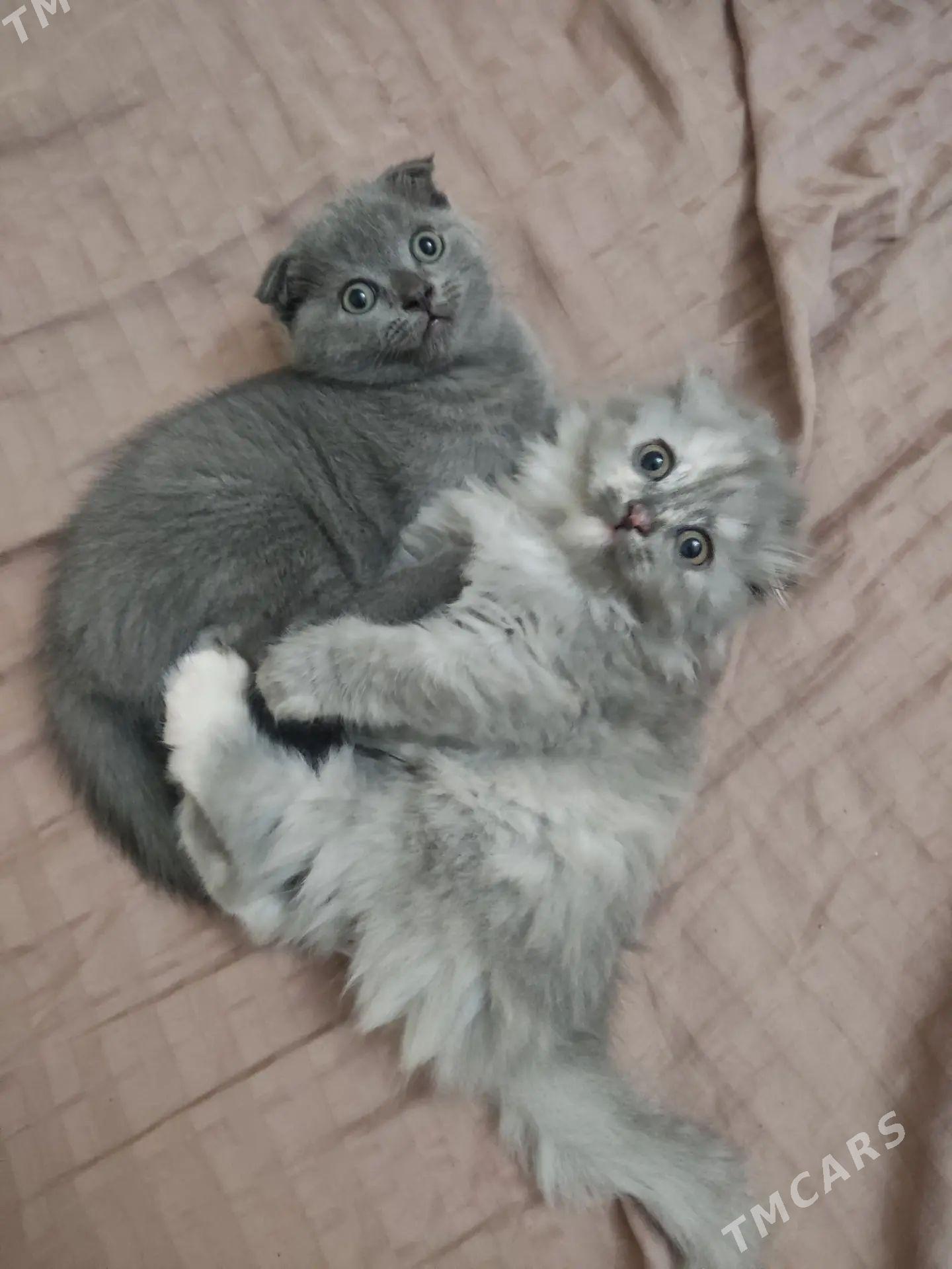 pişik пишик - Daşoguz - img 1