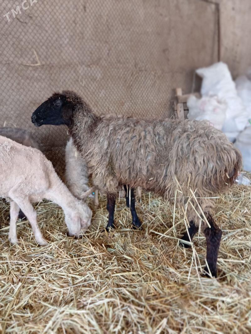 Işşek - Aşgabat - img 1