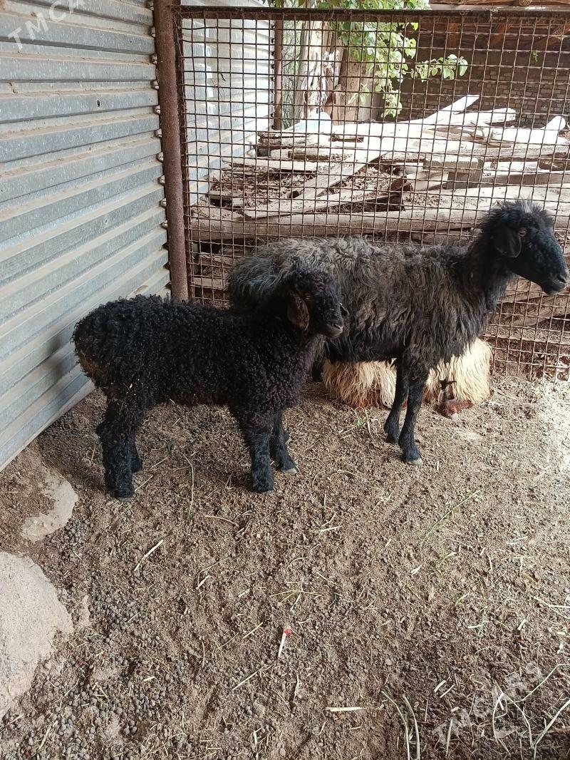 Guzly Goyun - Mary - img 1