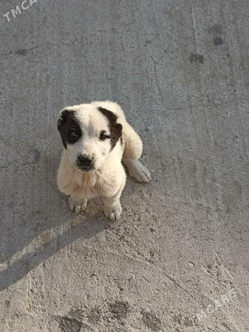 TÜRKMEN İT - Balkanabat - img 1