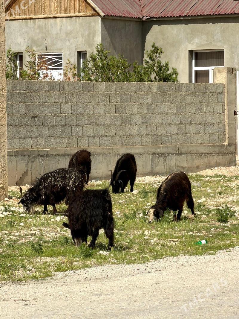 owlakly geciler - Balkanabat - img 1