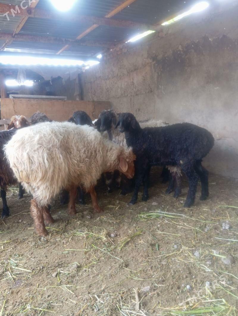 Goýun - Кипджак - img 1