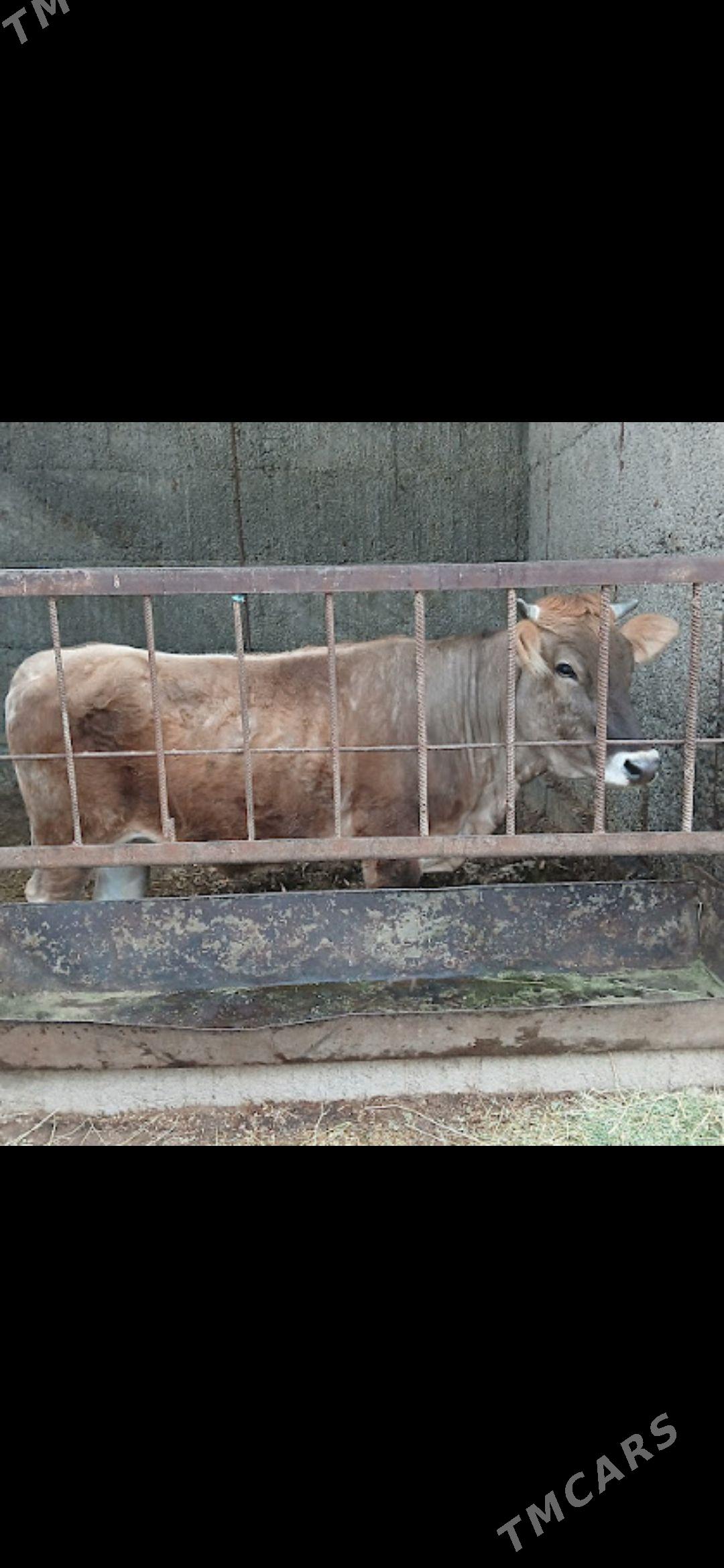 Bakylan tuwe - Бузмеин - img 1