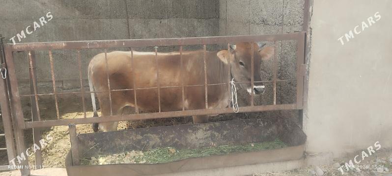 swes tuwe - Ашхабад - img 1