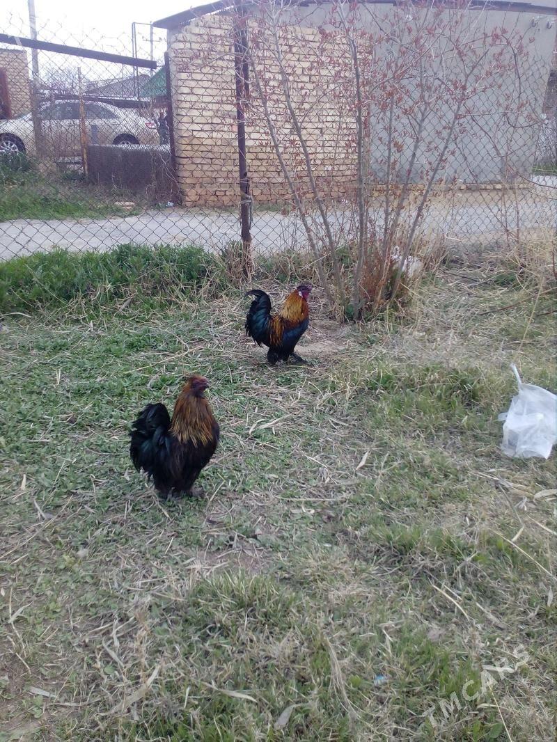 товшан пер - Ёлётен - img 1