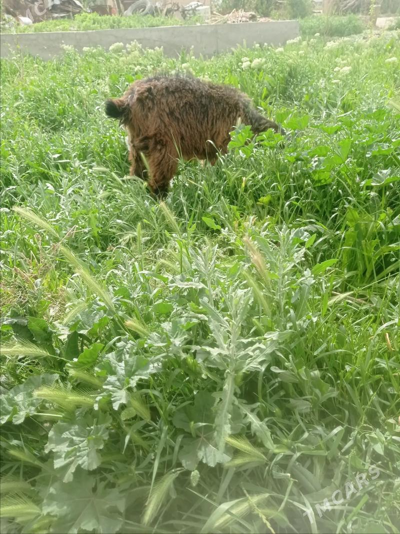 guzy we geçi - Mary - img 1