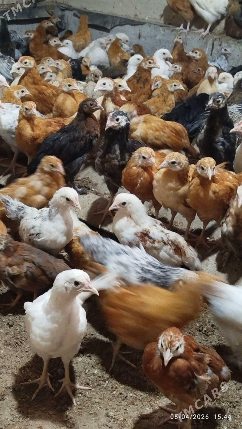 juyje - Babadaýhan - img 1