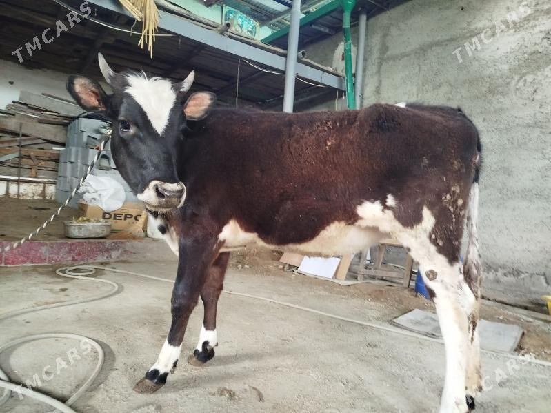 Gibrit Tuwe - Hitrowka - img 1