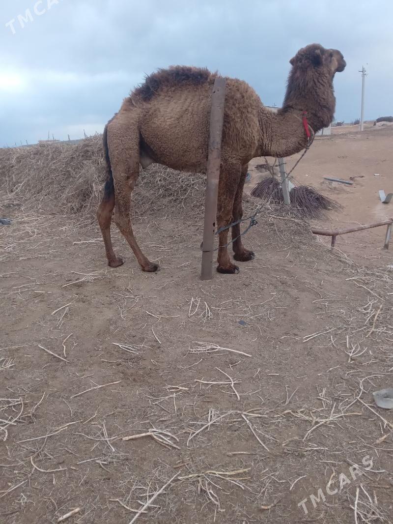 owşuk düýe - Ак-Бугдайский этрап - img 1