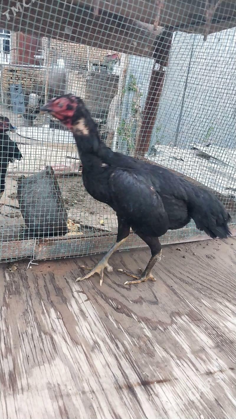 Baýsy towuk - Чарджоу - img 1