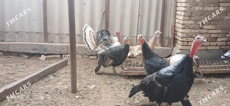 induk yumurtga - Sakarçäge - img 1