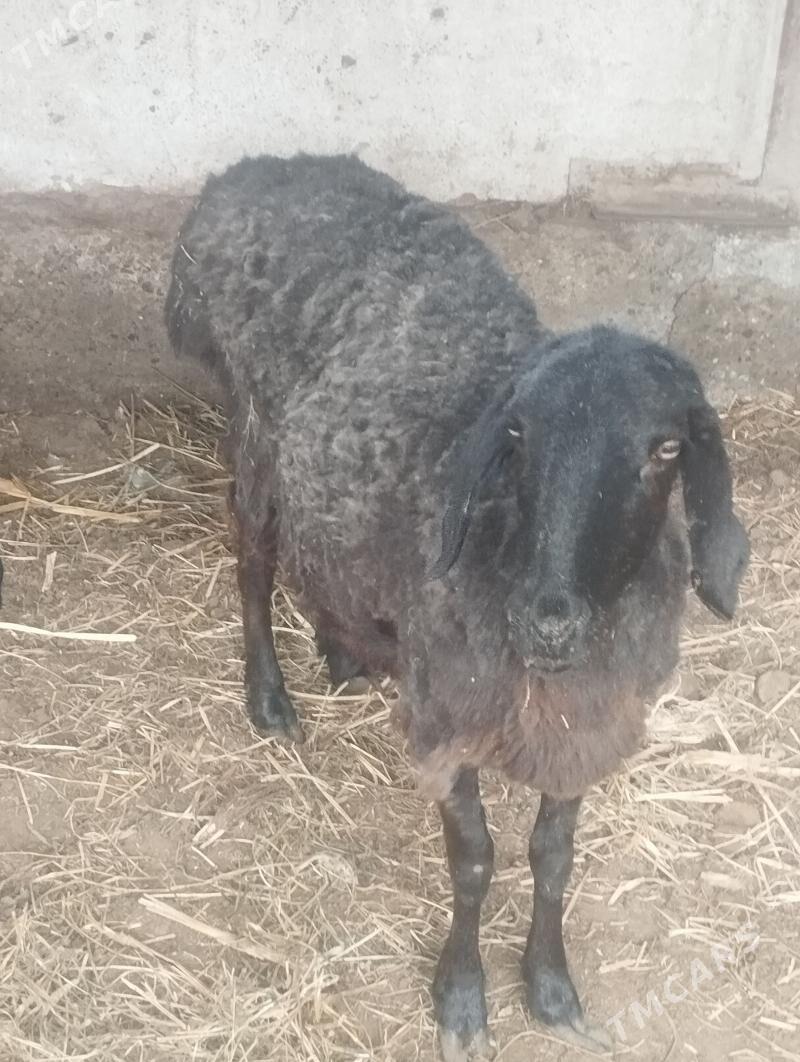 Guzulu goyun - Чарджоу - img 1