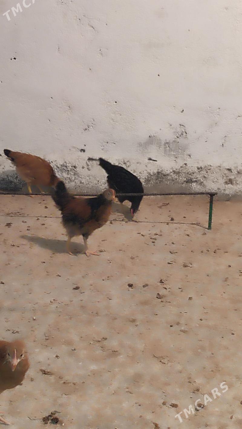 juyje - Aşgabat - img 1