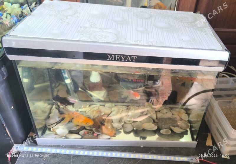 Akwaryum - Aşgabat - img 1