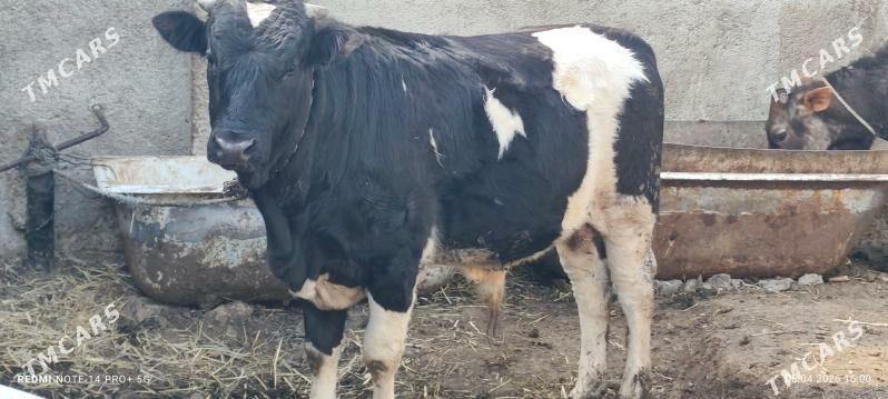 TOHUMLUK OKUZ - Бузмеин - img 1