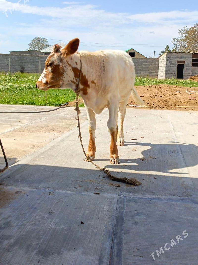 Tüwe göle - Gökdepe - img 1