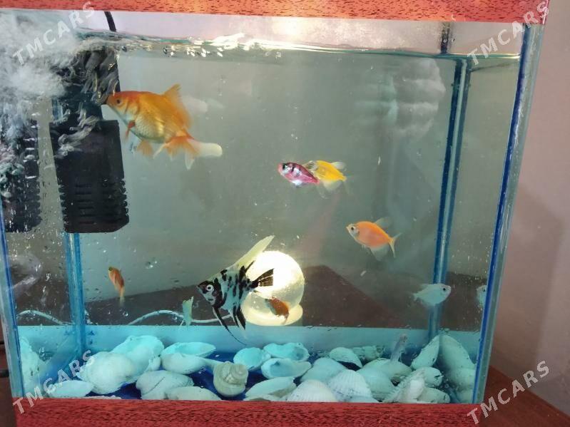 РЫБКИ - Ашхабад - img 1