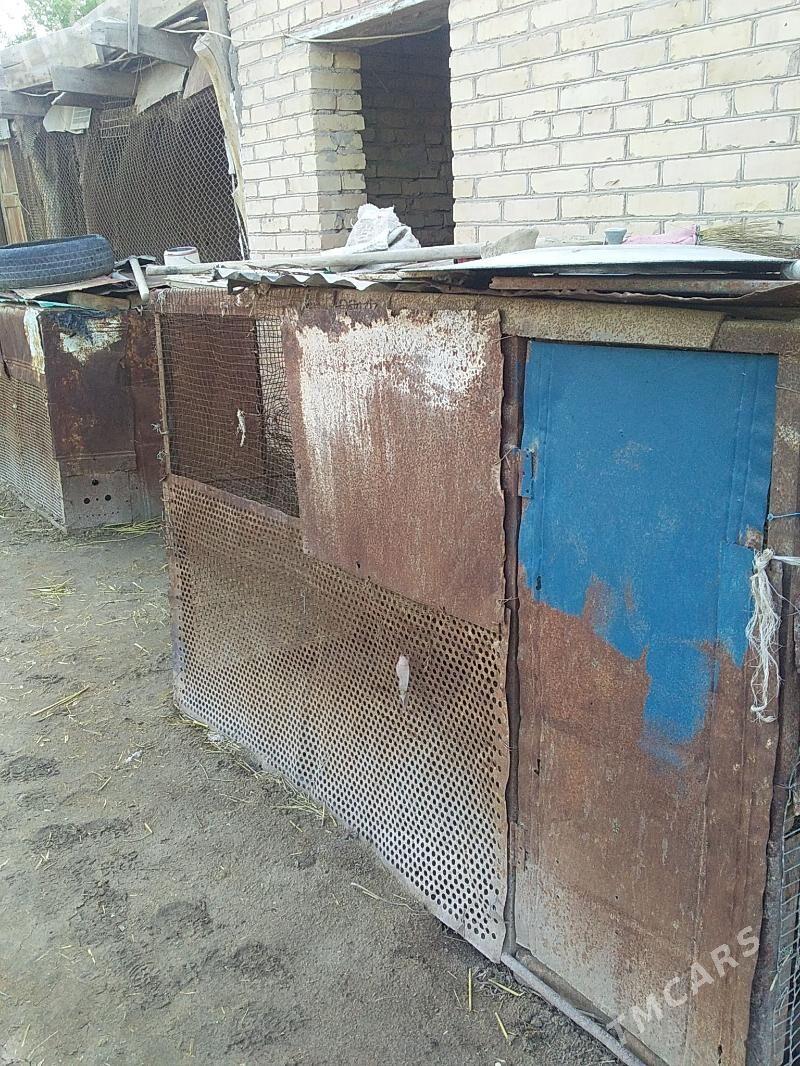 towuk ketek - Çärjew - img 1