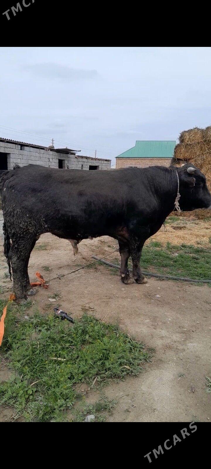 okuz - Bäherden - img 1