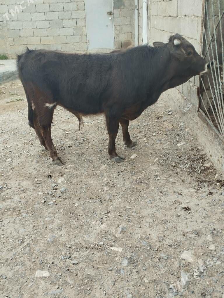 Öküz - Gyzylarbat - img 1