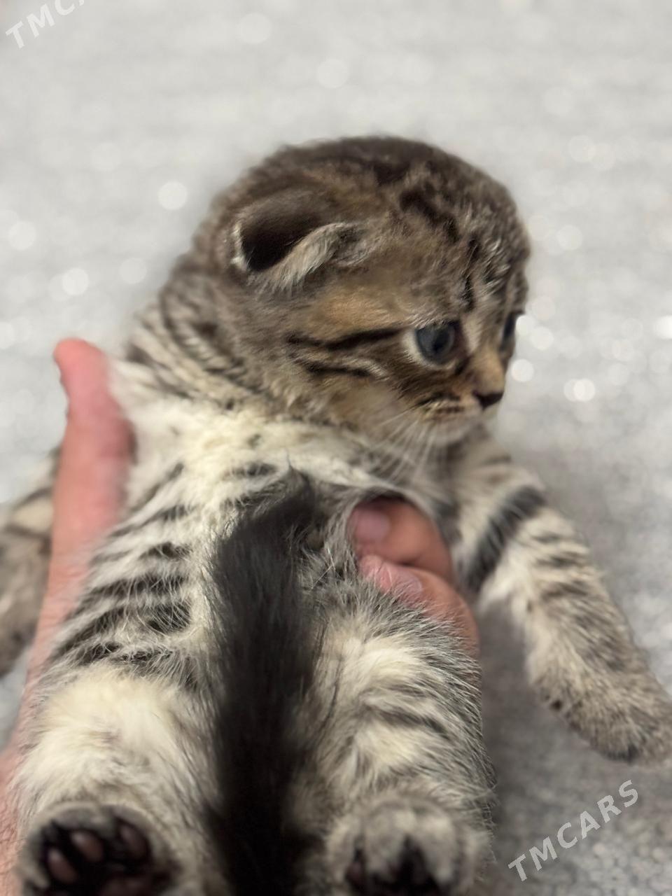 Şotlan pişik - Ашхабад - img 1