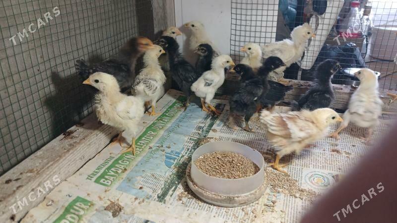 Towuk Juyje - Балканабат - img 1