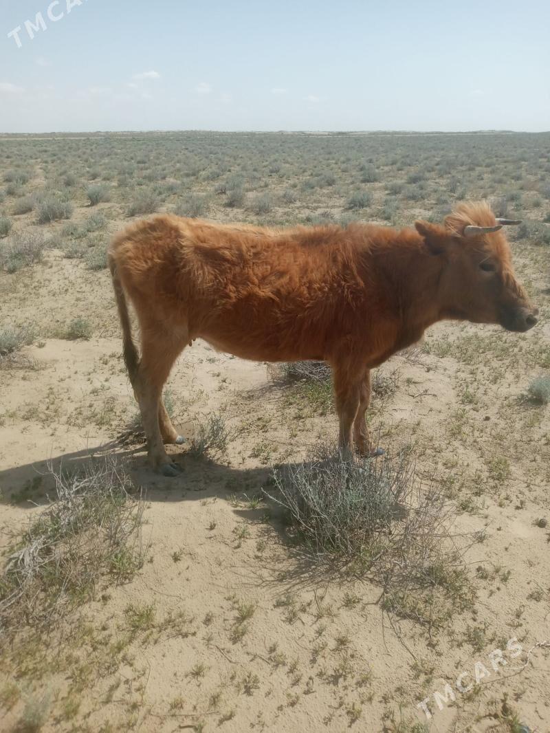 okuz     sygyr - Эсенгулы - img 1