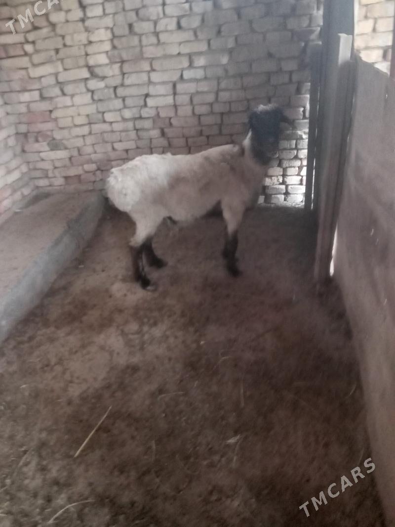 goyun - Мары - img 1