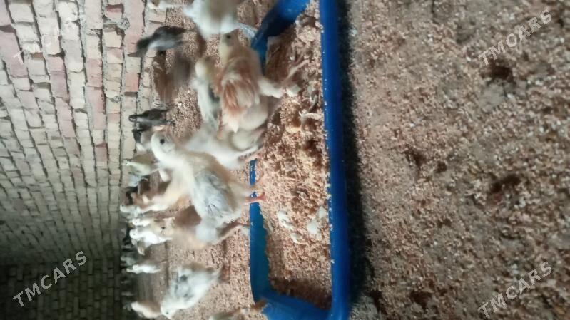 towuk jüje - Kaka - img 1