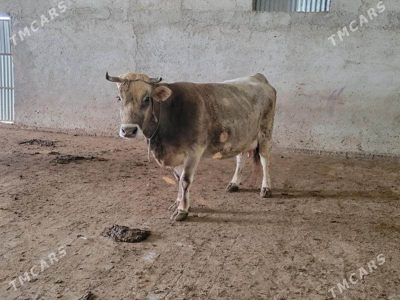 Sagyrlar - Gökdepe - img 1