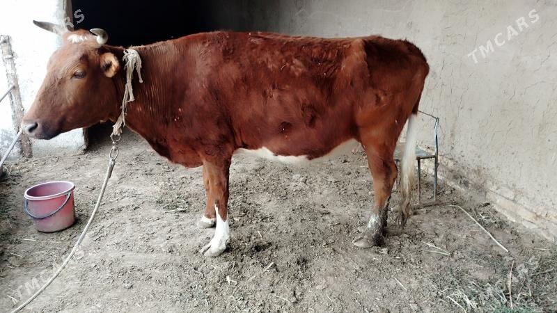 sygyr bogaz sygyr gysyr - Baýramaly - img 1