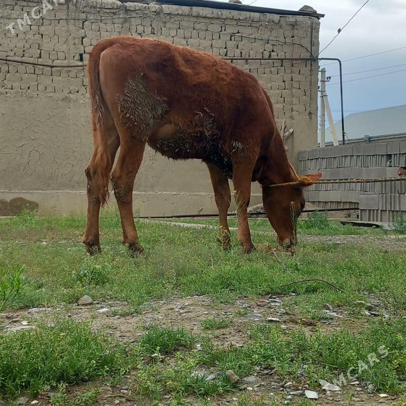 Tuwe - Bäherden - img 1