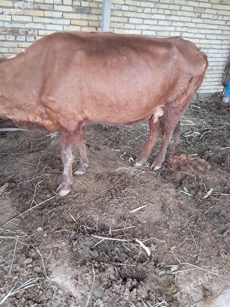 baklyk sygyr - Çärjew - img 1