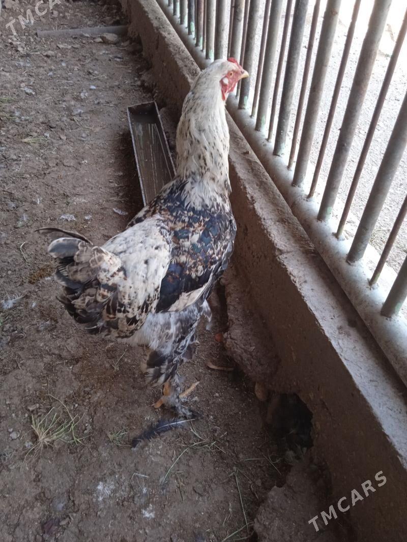 Петушок - Балканабат - img 1