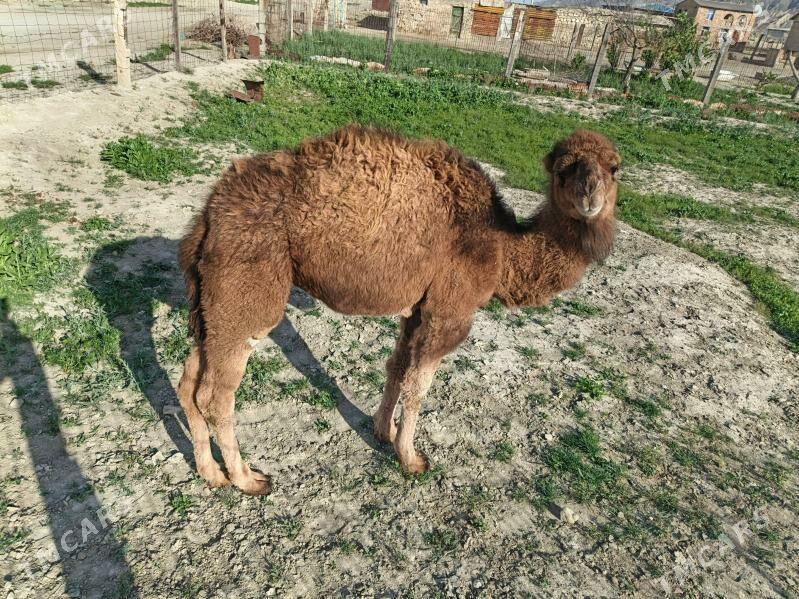 Torum - Берекет - img 1