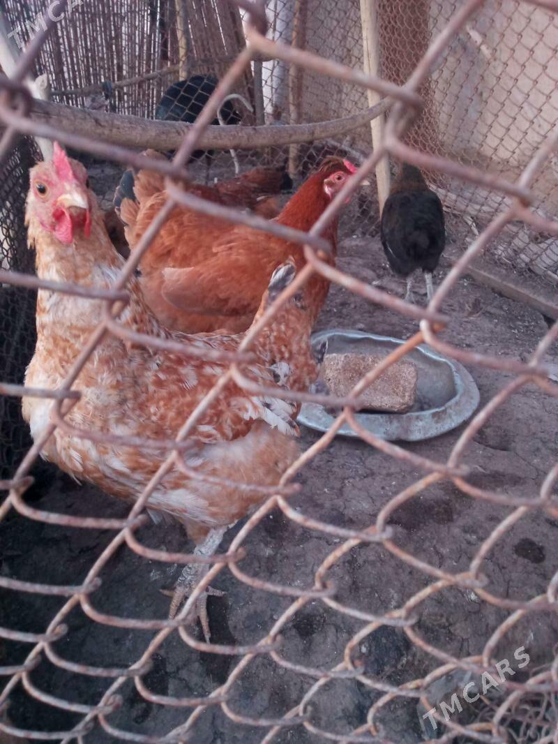 kurk tovuk - етр. Туркменбаши - img 1