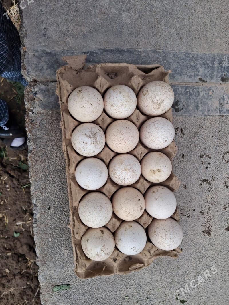 Индюк юмуртга - Türkmenabat - img 1