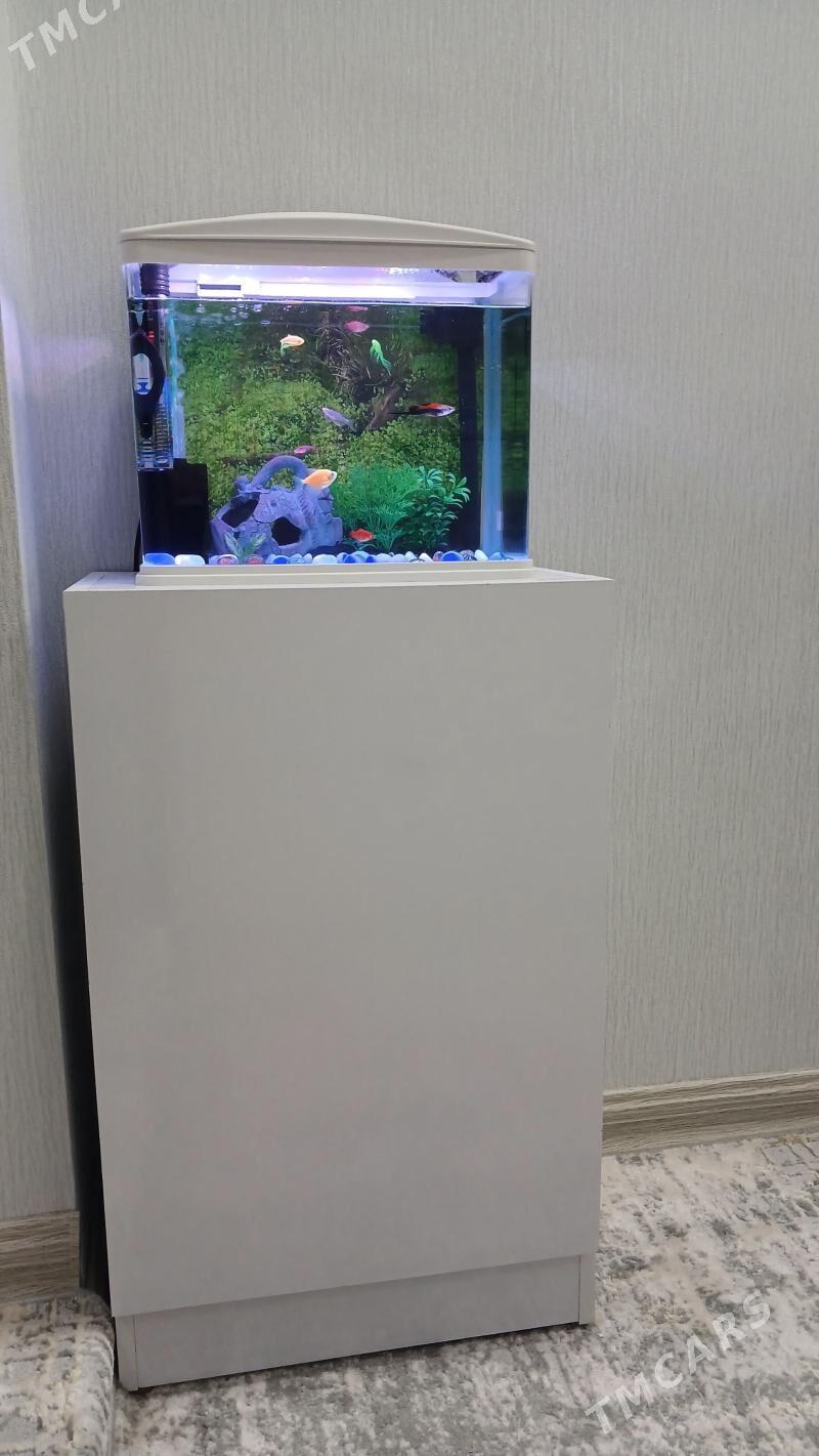 akwarium zawodskoy аквариум - Ашхабад - img 1