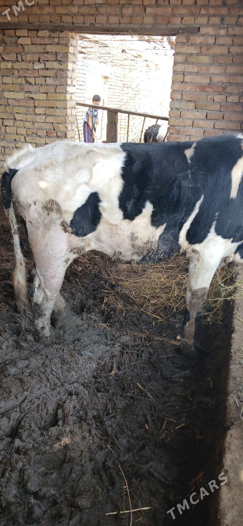 okuz - Чарджоу - img 1